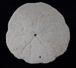 Scutella faujasi (DEFRANCE 1827) - Bild © FossNet FossilienStore
